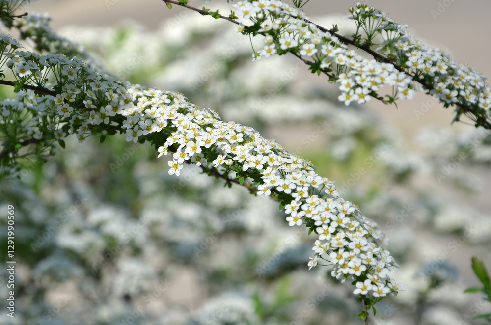 Fototapeta premium Spiraea arguta white blooming branch with a lot of flowers and gren small leaves in spring park.Closeup photo outdoors.Free copy space.