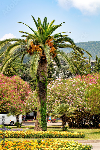 A vibrant garden with palm trees and blooming flowers in a sunny park in summer Budva.