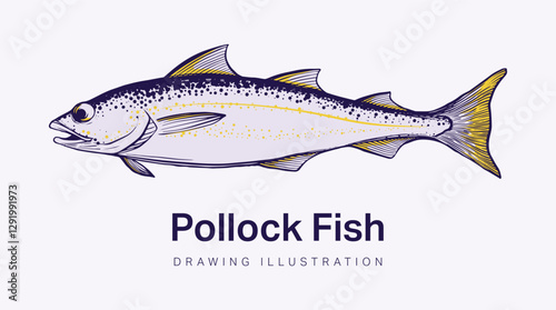Hand drawn illustration of pollock fish or pollack can be used in logo designs, packaging labels, fishing illustration, seafood menu book and other prints. Isolated vector.