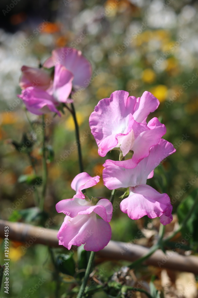 Close up of pink sweet peas in a cottage garden Close up of pink sweet peas in a cottage garden