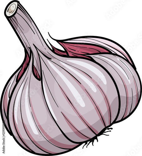 Hand drawn illustration garlic .  head of garlic. isolated on a white background
