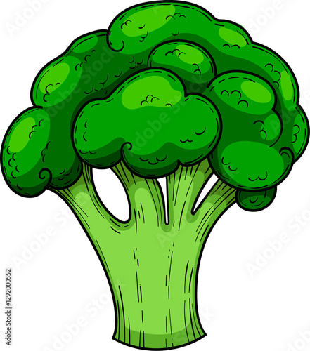 Green cabbage broccoli, hand drawn illustration, vegetable isolated on a white background
