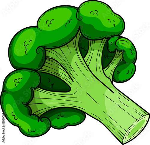 Green cabbage broccoli, hand drawn illustration, vegetable isolated on a white background
