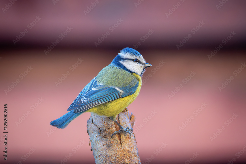 Obraz premium tiny blue tit in the garden