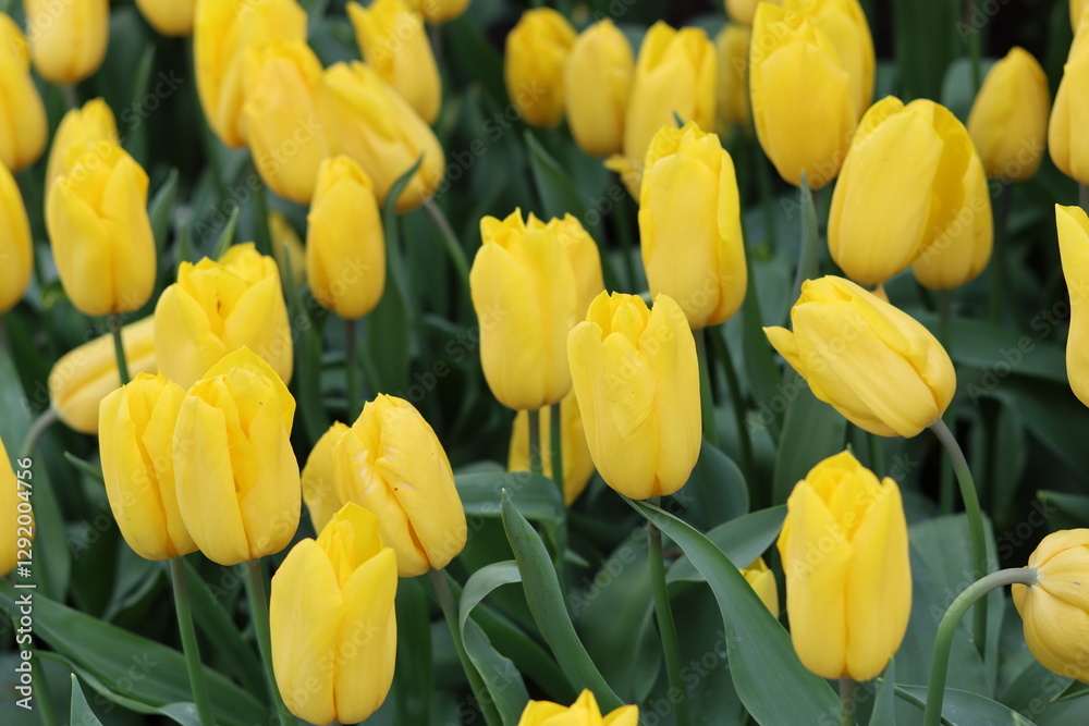 Close up of yellow tulips in a spring garden Close up of yellow tulips in a spring garden