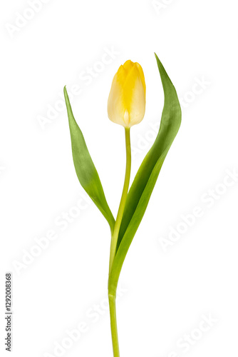 Bright Yellow Tulip Flower Isolated on a Transparent Background