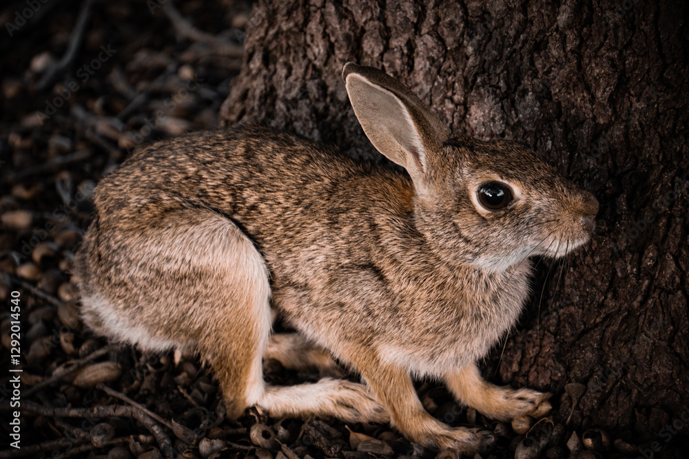 Fototapeta premium rabbit on the ground