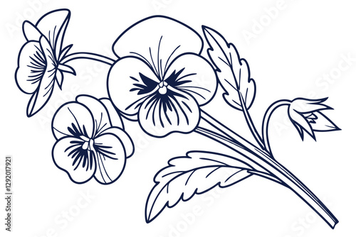 Beautiful Pansy Flower Vector Illustration on White Background
