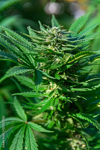 cannabis flower