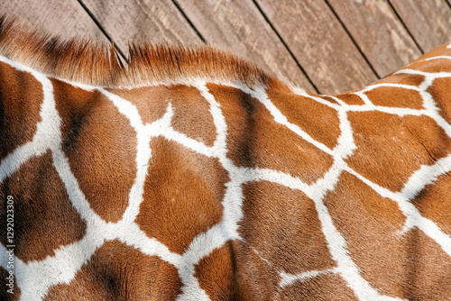 closeup of giraffe hide