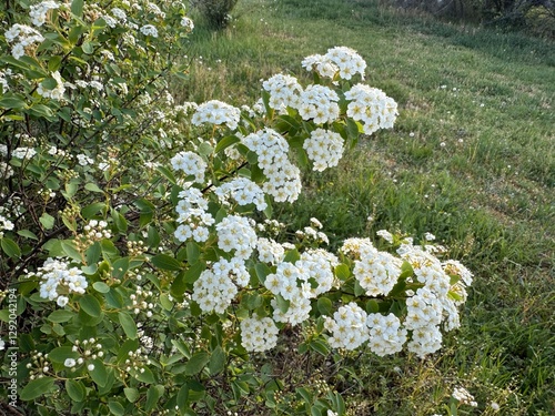 Flowering white bushes of Spiraea Vanhouttei (Spiraea × vanhouttei) in the park during spring. Spiraea vanhouttei-Van Houtte's spiraea. The ornamental shrub blooms with white flowers. photo