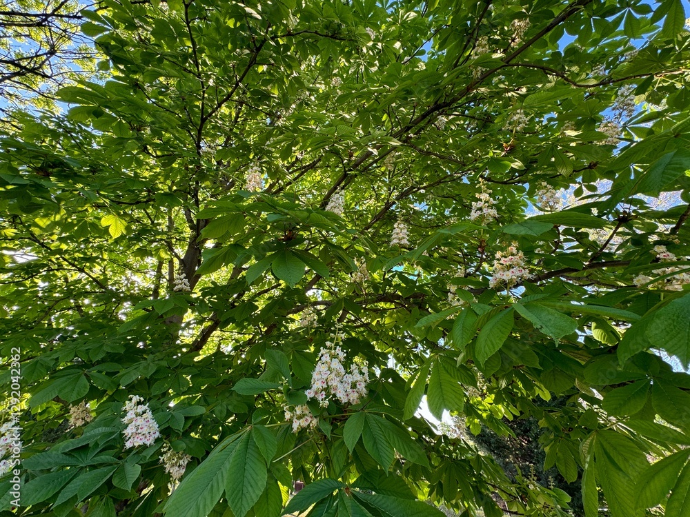 Fototapeta premium White flowers of the horse chestnut tree. Showy white flowers bloom in spring on the branches of the Aesculus hippocastanum tree. European horsechestnut, buckeye, conker tree. Family Fagaceae. 