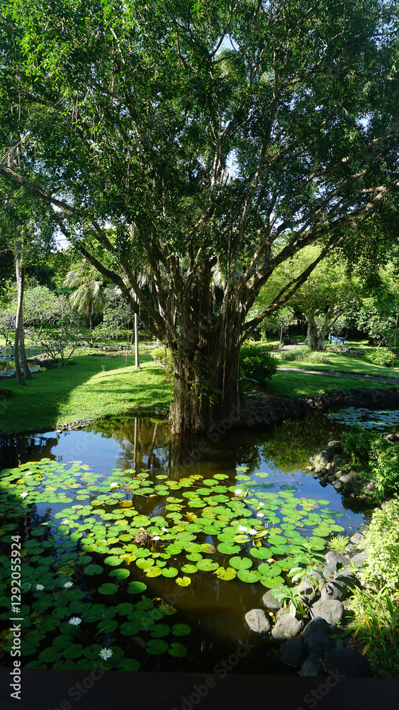 Water lily blooming on the pond at Bali at Indonesia.