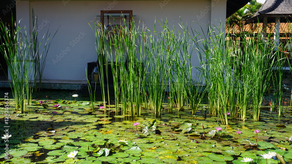 Water lily blooming on the pond at Bali at Indonesia.