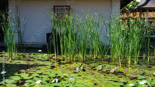 Obraz na płótnie Water lily blooming on the pond at Bali at Indonesia. w salonie