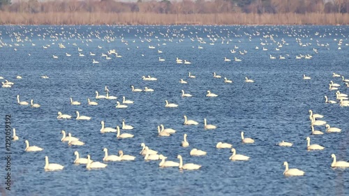 Tundra swans paddling on deep blue Pungo Lake in the Pocosin Lakes National Wildlife Preserve in North Carolina during winter migration. 