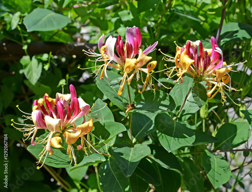 Honeysuckle flowers caprifolium (Lonicera caprifolium L.). Close-up photo