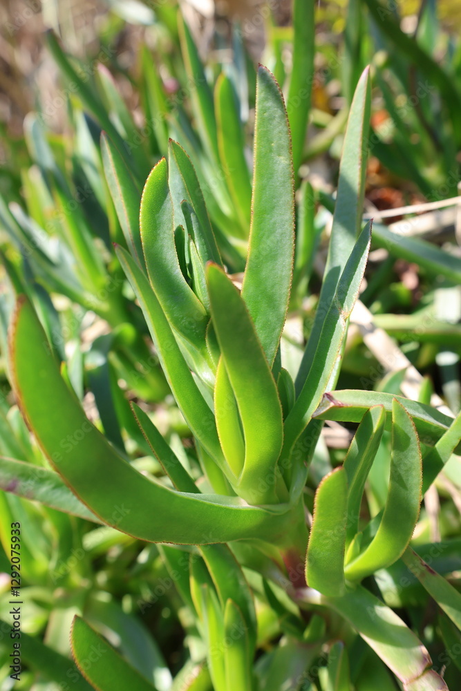 Fototapeta premium Green spiky leaves. High quality photo