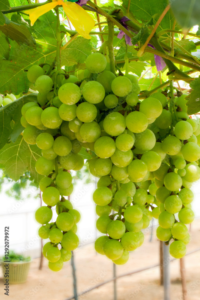 Green grapes on a farm or garden. Fresh fruit in bunches on the vine. Vineyards grown for the production and sale of wine.