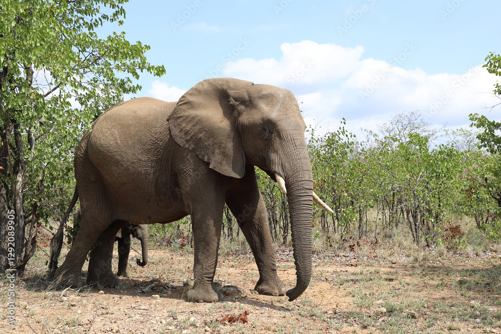 Fototapeta premium Afrikanischer Elefant / African elephant / Loxodonta africana