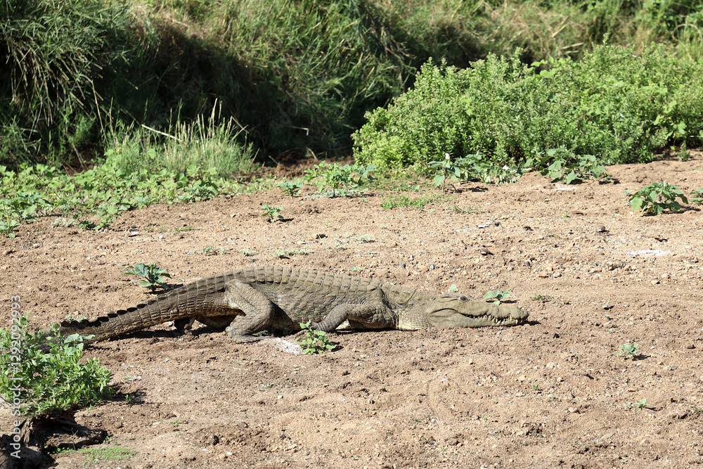Nilkrokodil / Nile crocodile / Crocodylus niloticus Nilkrokodil / Nile crocodile / Crocodylus niloticus