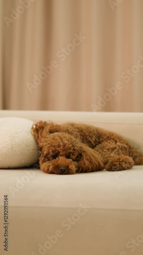 A cozy and adorable dog is peacefully relaxing on a comfortable couch indoors, bringing joy
