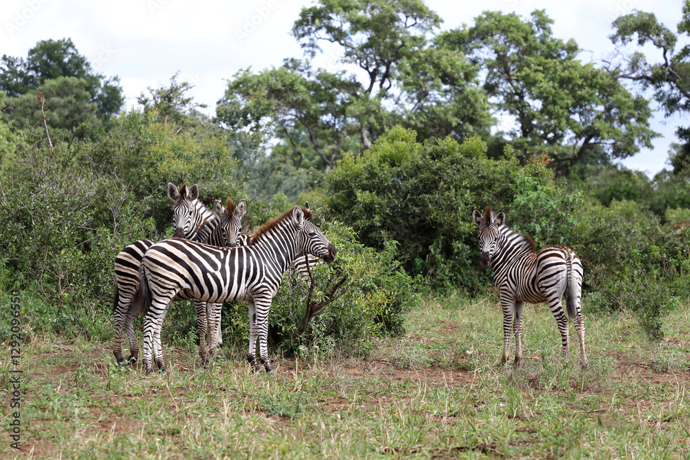 Naklejka premium Steppenzebra / Burchell's zebra / Equus quagga burchellii.