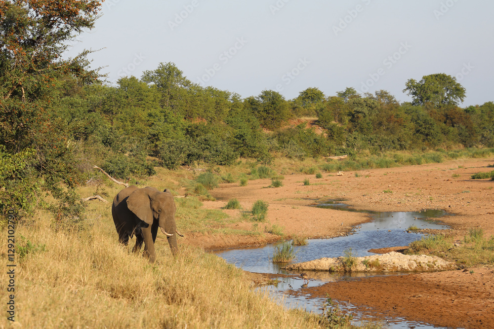 Afrikanischer Elefant / African elephant / Loxodonta africana Afrikanischer Elefant / African elephant / Loxodonta africana