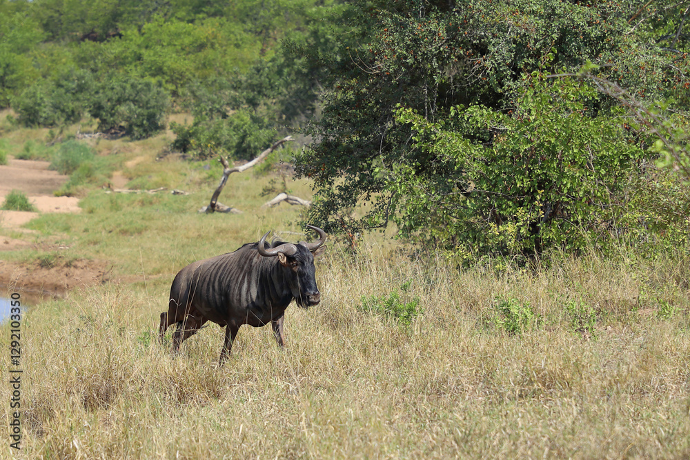 Fototapeta premium Streifengnu / Blue wildebeest / Connochaetes taurinus