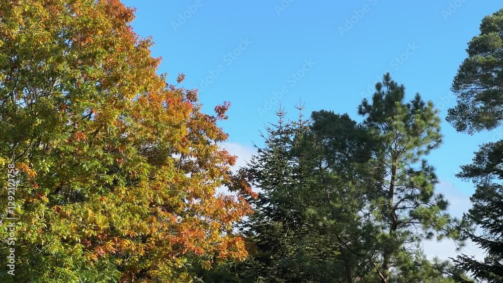 autumn trees on a clear blue sky autumn trees on a clear blue sky
