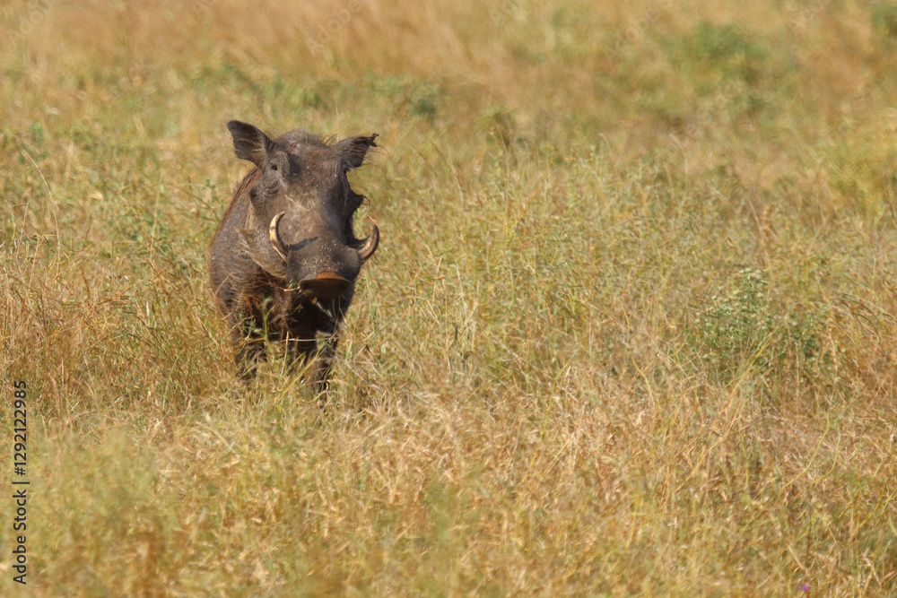 Warzenschwein / Warthog / Phacochoerus africanus Warzenschwein / Warthog / Phacochoerus africanus