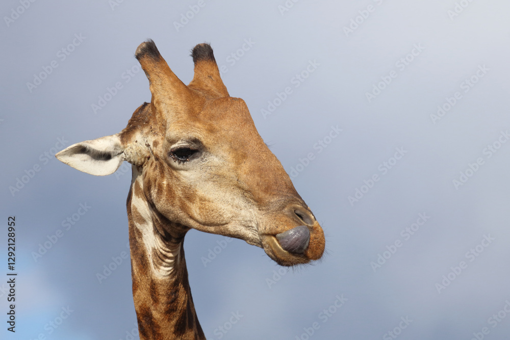 Obraz premium Giraffe / Giraffe / Giraffa camelopardalis