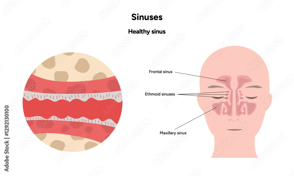 Obraz premium Sinuses anatomy healthy sinus. Nose nasal anatomy. Healthy Nasal Cavity 