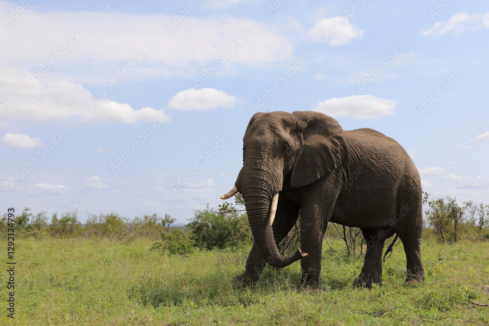 Fototapeta premium Afrikanischer Elefant / African elephant / Loxodonta africana