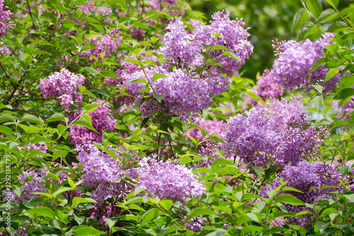 Blooming lilac flowers. Violet lilac bush in a garden in spring time. Varietal purple Syringa Vulgaris branch