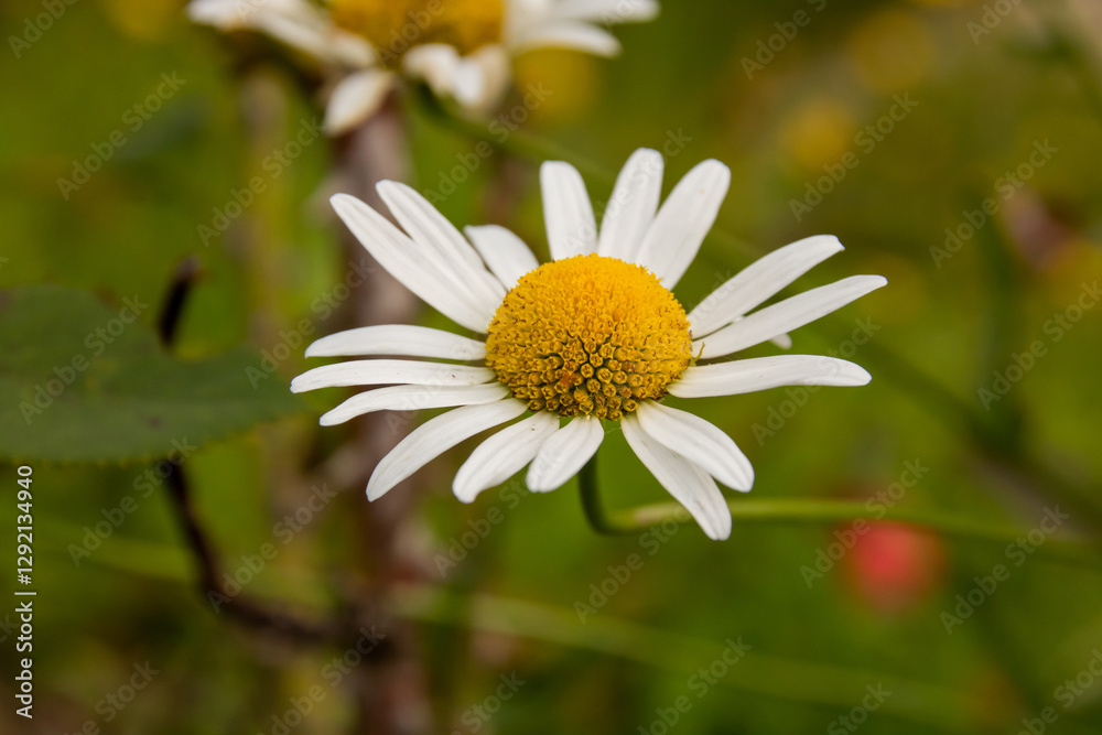 Obraz premium Alpine Marguerite close-up