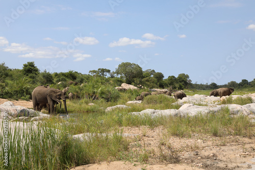 Fototapeta Naklejka Na Ścianę i Meble -  Afrikanischer Elefant im Biyamiti River/ African elephant in Biyamiti River / Loxodonta africana