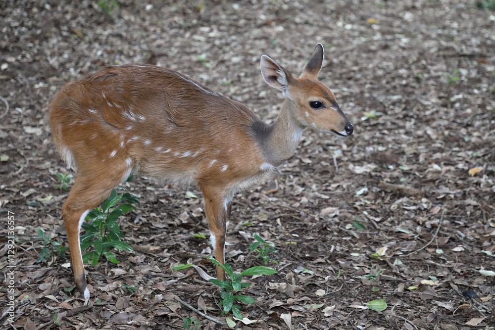 Buschbock / Bushbuck / Tregelaphus scriptus. Buschbock / Bushbuck / Tregelaphus scriptus.