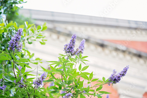 Fotografia Purple blossoms with green leaves against a blurred historic building