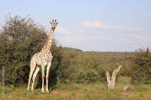 Photography Giraffe / Giraffe / Giraffa camelopardalis