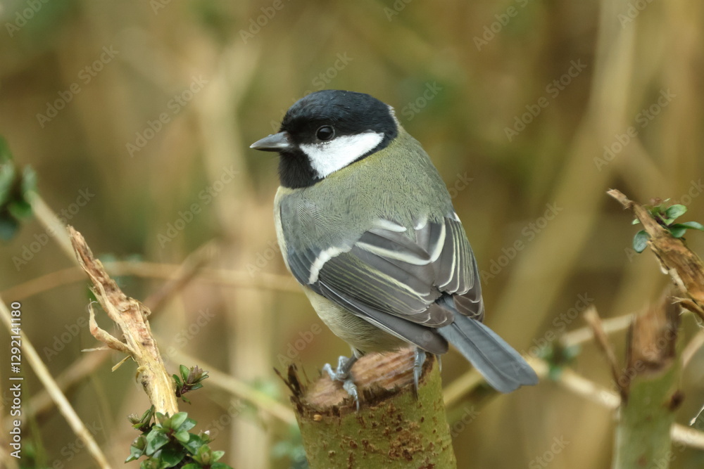Naklejka premium great tit parus major