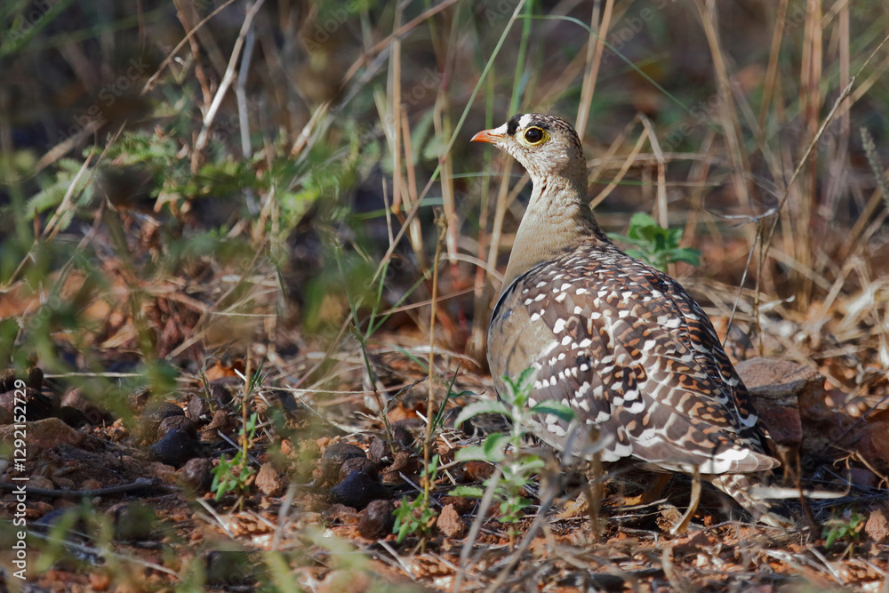 Nachtflughuhn / Double-banded sandgrouse / Pterocles bicinctus Nachtflughuhn / Double-banded sandgrouse / Pterocles bicinctus