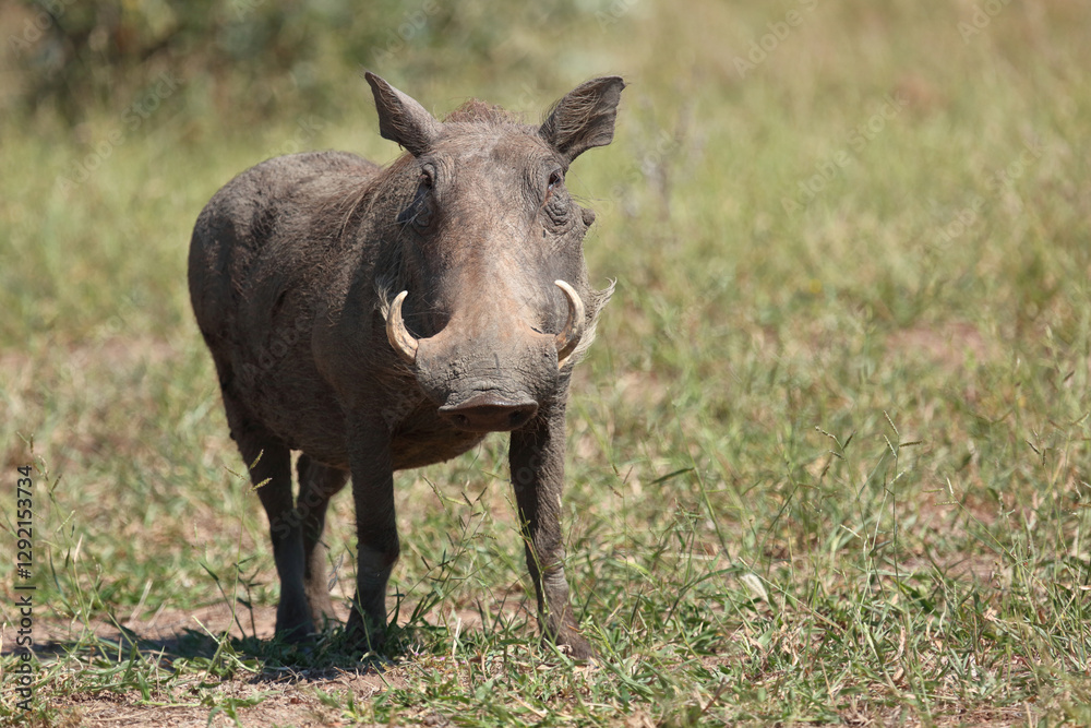 Warzenschwein / Warthog / Phacochoerus africanus.. Warzenschwein / Warthog / Phacochoerus africanus..