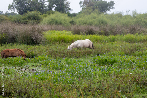 Caballo blanco