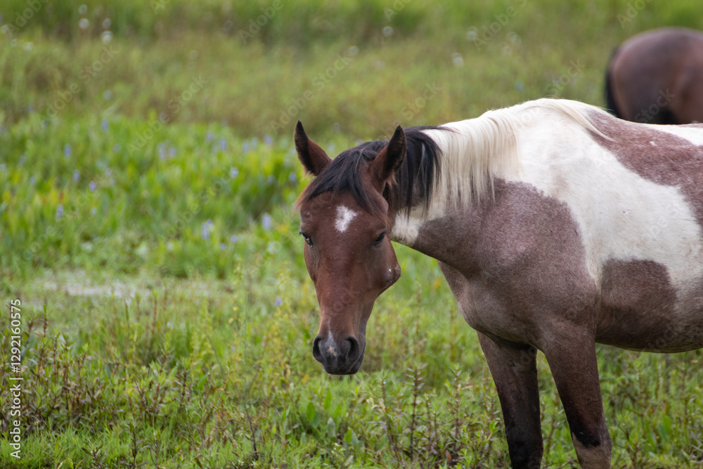 Obraz premium Caballo pastando