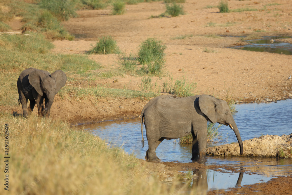 Obraz premium Afrikanischer Elefant / African elephant / Loxodonta africana