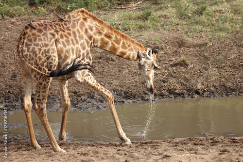 Photography Giraffe / Giraffe / Giraffa camelopardalis