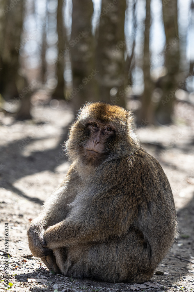 Fototapeta premium Berberaffe