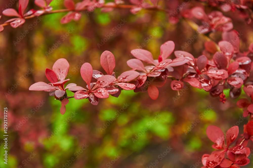 Red Leaved Barberry Branch Close Up Red Leaved Barberry Branch Close Up