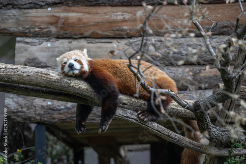 Roter Panda